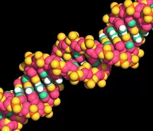 Images Dated 16th October 2001: DNA molecule