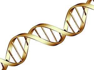 DNA Collection: DNA molecule