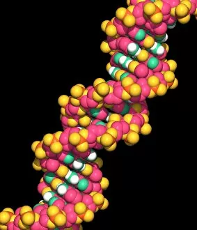 Images Dated 16th October 2001: DNA molecule