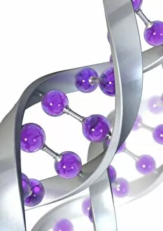 Images Dated 19th December 2008: DNA molecule, artwork