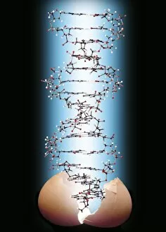 Images Dated 24th June 2005: DNA molecule and eggshell