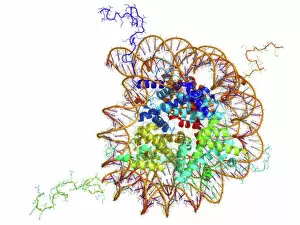 DNA Collection: DNA nucleosome, molecular model