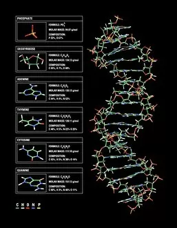Biochemistry Gallery: DNA structure, artwork C017 / 7218