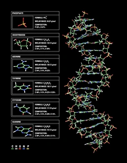 Biochemistry Gallery: DNA structure, artwork C017 / 7218