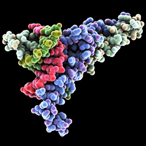 DNA transcription factor, molecular model DNA transcription factor, molecular model
