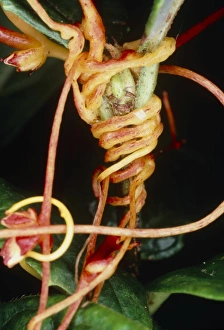 Parasitic Plants Prints: Dodder twining round host stem