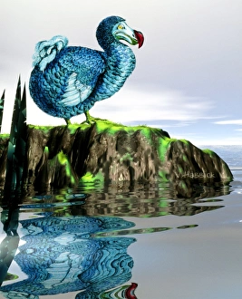 Dodo Dodo