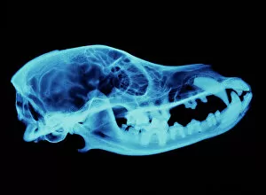 Carnivore Collection: Dog skull X-ray