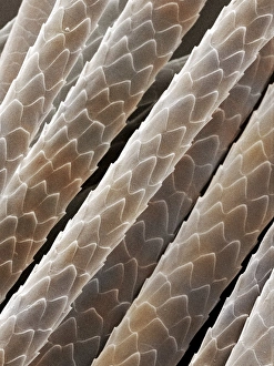 Domestic cat hair, coloured SEM Z934/0486 Domestic cat hair, coloured SEM Z934/0486