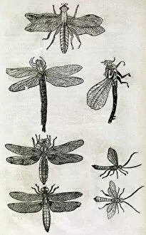 Images Dated 27th August 2009: Dragonflies, 17th century artwork