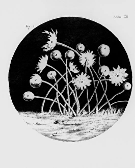 Drawing of mould from Hookes Micrographia Drawing of mould from Hookes Micrographia
