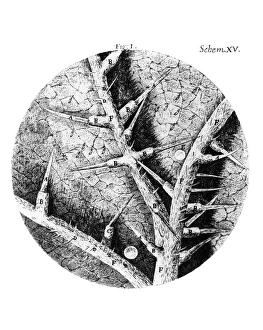 Drawing of nettle from Hookes Micrographia Drawing of nettle from Hookes Micrographia