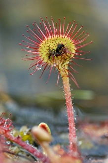 Drosera rotundifolia digesting an insect Drosera rotundifolia digesting an insect