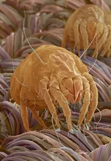 Images Dated 7th February 2001: Dust mites