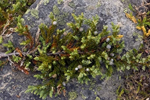 Dwarf common juniper (Juniperus communis) Dwarf common juniper (Juniperus communis)