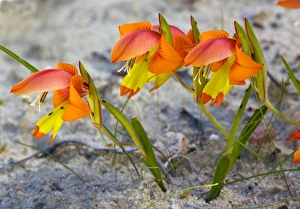Cederberg Mountains Gallery: Dwarf gladiolus (Gladiolus alatus)