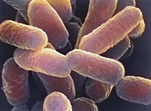 Microscopic Photos Collection: E. coli 0157: H7 bacteria