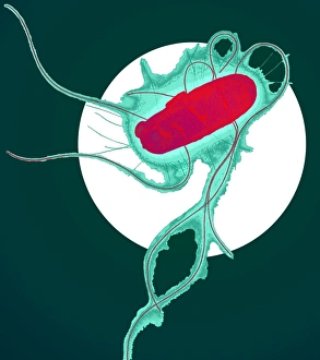 Images Dated 27th October 2000: E. coli bacterium