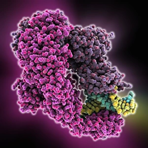 E. coli DNA mismatch repair complex E. coli DNA mismatch repair complex