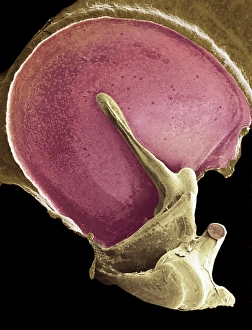 False-colour SEM of the stapes in the middle ear - Stock Image