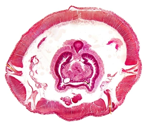 Earthworm, transverse section Earthworm, transverse section