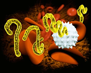 Ebola virus and blood cells Ebola virus and blood cells