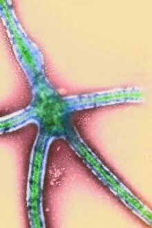 Images Dated 22nd April 2003: Ebola virus replication, TEM