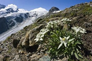 Edelweiss and glacier Edelweiss and glacier