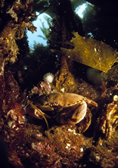Images Dated 21st November 2002: Edible crab