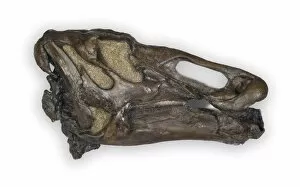 Ornithopod Gallery: Edmontosaurus dinosaur, fossil skull C016 / 5016