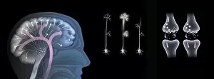 Biochemistry Gallery: Effects of ecstasy on brain function