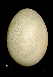 Elephant Bird and humming bird egg Elephant Bird and humming bird egg