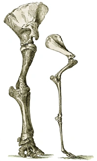 Elephant and camel leg bones, artwork Elephant and camel leg bones, artwork