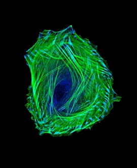 Fluorescence Micrograph Gallery: Embryonic smooth muscle cell C018 / 8595