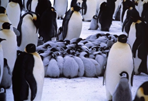 Emperor penguin chicks huddling Emperor penguin chicks huddling
