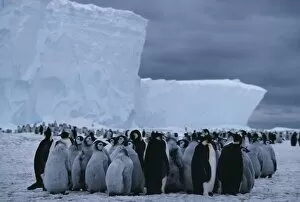 Images Dated 14th March 2003: Emperor penguin rookery