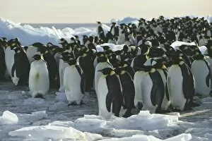 Images Dated 14th March 2003: Emperor penguins