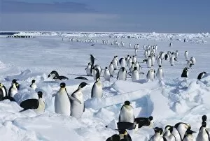 Images Dated 28th March 2003: Emperor penguins