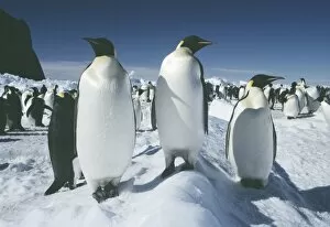 Images Dated 28th March 2003: Emperor penguins