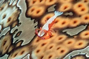 Images Dated 21st September 2004: Emperor shrimp on a sea cucumber