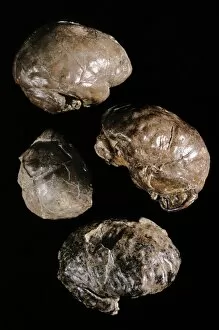 Australopithecine Collection: Endocranial casts of Australopithecus