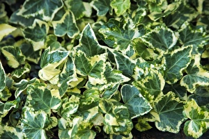 English ivy (Hedera helix Golden Child') English ivy (Hedera helix Golden Child')