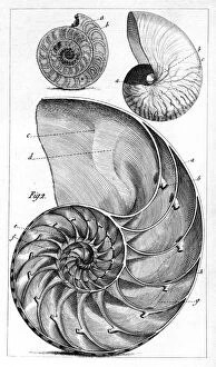 Marine Gallery: Engraving of a nautilus and an ammonite