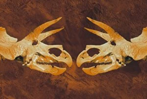 Images Dated 23rd October 1997: Enhanced image of Triceratops dinosaur skulls