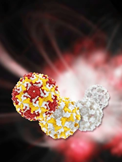 Enterovirus capsid proteins structure C014/4897 Enterovirus capsid proteins structure C014/4897