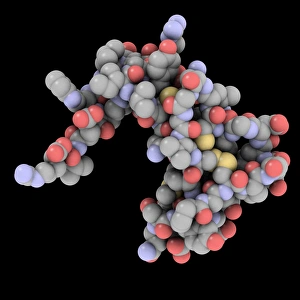Differentiation Gallery: Epidermal growth factor molecule