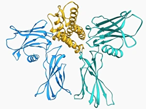 Erythropoietin bound to receptors F006/9308 Erythropoietin bound to receptors F006/9308