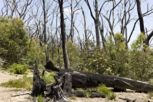Eucalyptus forest regrowth after fire Eucalyptus forest regrowth after fire