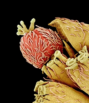 Euphorbia flower reproductive parts, SEM Euphorbia flower reproductive parts, SEM