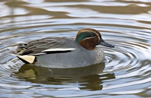 Eurasian teal Eurasian teal